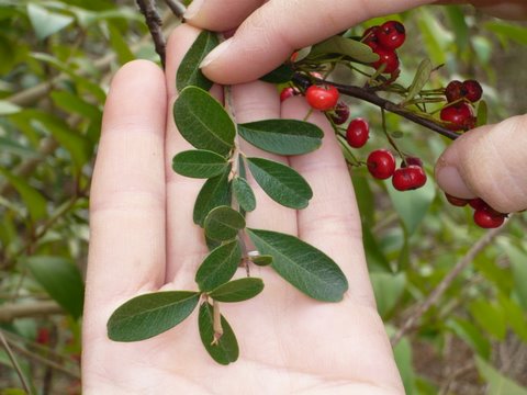Pyracantha koidsumii leaves